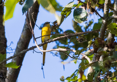 Pericrocotus ethologus