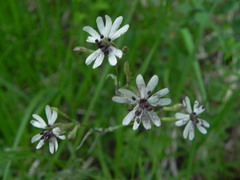 Silene italica