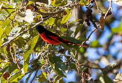 Pericrocotus ethologus