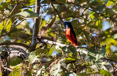 Pericrocotus ethologus