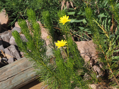 Euryops abrotanifolius