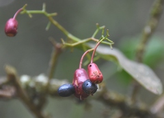 Ochnaceae