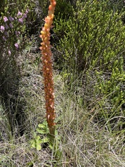 Disa chrysostachya
