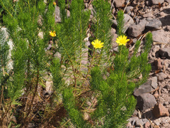 Euryops abrotanifolius