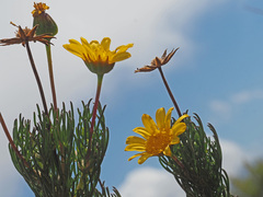 Euryops abrotanifolius