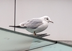 Chroicocephalus ridibundus