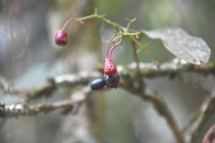 Ochnaceae