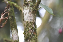 Ochnaceae