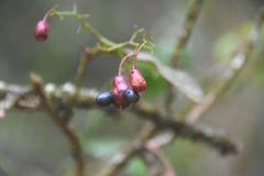 Ochnaceae