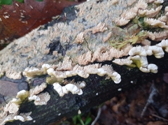 Cerrena unicolor