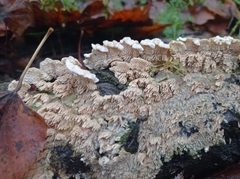 Cerrena unicolor