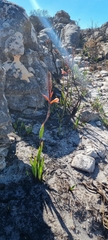 Watsonia tabularis