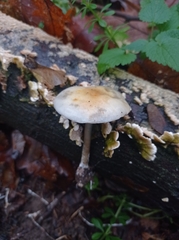Cerrena unicolor