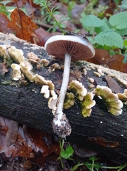 Cerrena unicolor