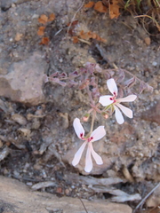 Pelargonium pinnatum