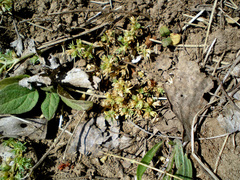 Scleranthus perennis