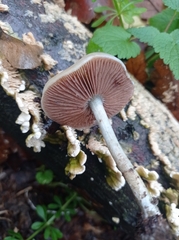 Cerrena unicolor