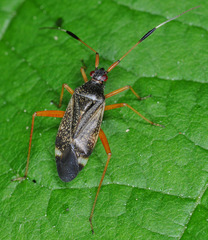 Closterotomus biclavatus