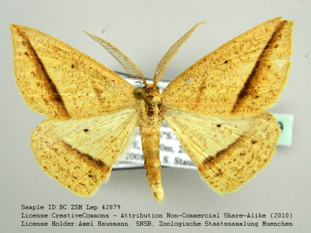 Oblique Barred