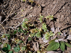 Scleranthus perennis