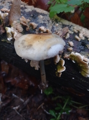 Cerrena unicolor