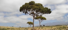 Eucalyptus salmonophloia