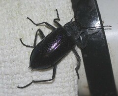 Cyphaleus quadrispinosus