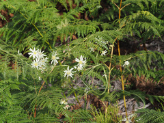Knowltonia vesicatoria