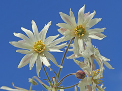 Knowltonia vesicatoria
