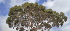 Eucalyptus salmonophloia