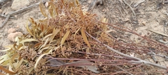Eucalyptus salmonophloia