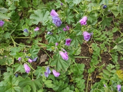 Malva sylvestris