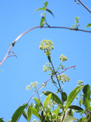 Emmeorhiza umbellata