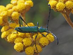 Hypocrites scabriusculus