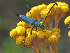 Hypocrites scabriusculus