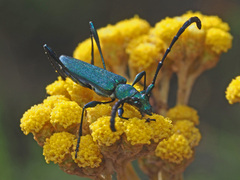 Hypocrites scabriusculus