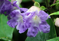 Strobilanthes callosa