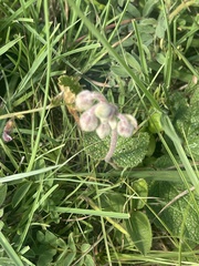 Hermannia transvaalensis