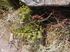 Pellaea pteroides