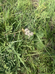 Hermannia transvaalensis