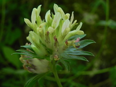 Anthyllis vulneraria