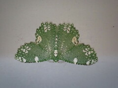 Eucyclodes fascinans