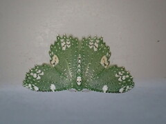 Eucyclodes fascinans