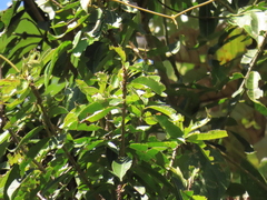 Ilex laurina