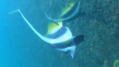Heniochus