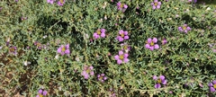 Fagonia cretica