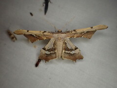 Gonodontis stramenticea