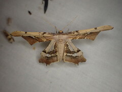 Gonodontis stramenticea