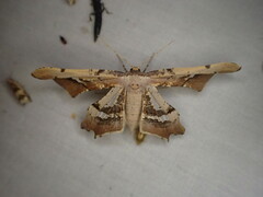 Gonodontis stramenticea