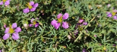 Fagonia cretica